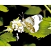Orange Tip Anthocharis cardamines pupae 